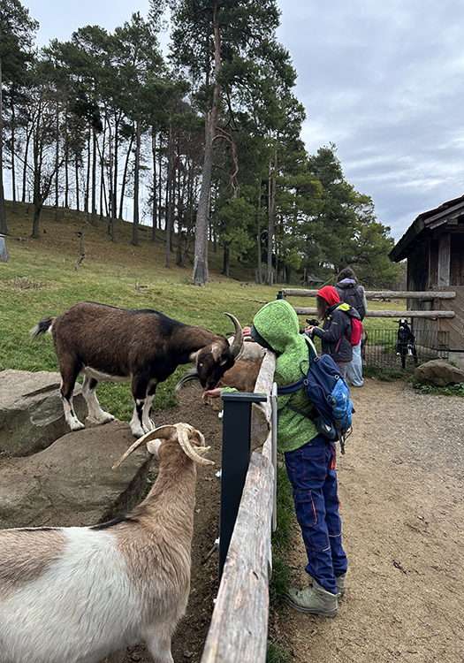 290 pixel image width