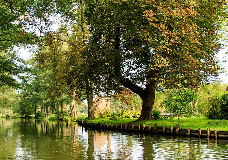 290 pixel image width