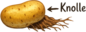 190 pixel image width