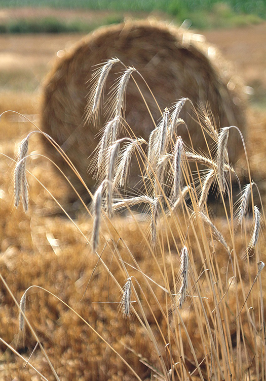 290 pixel image width