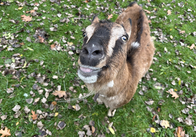 290 pixel image width