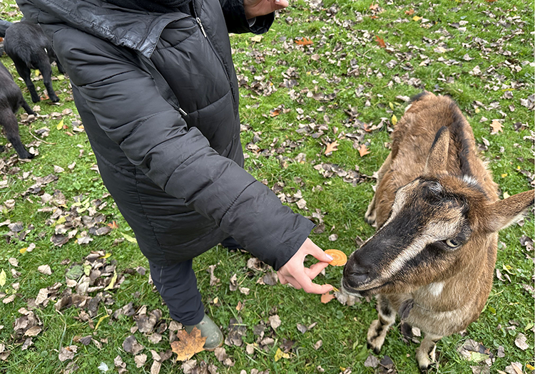 290 pixel image width