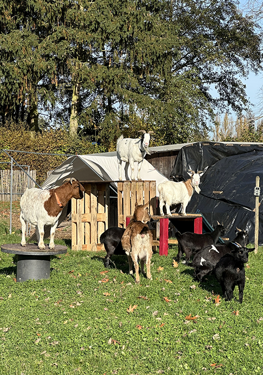 190 pixel image width