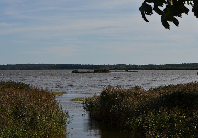 290 pixel image width