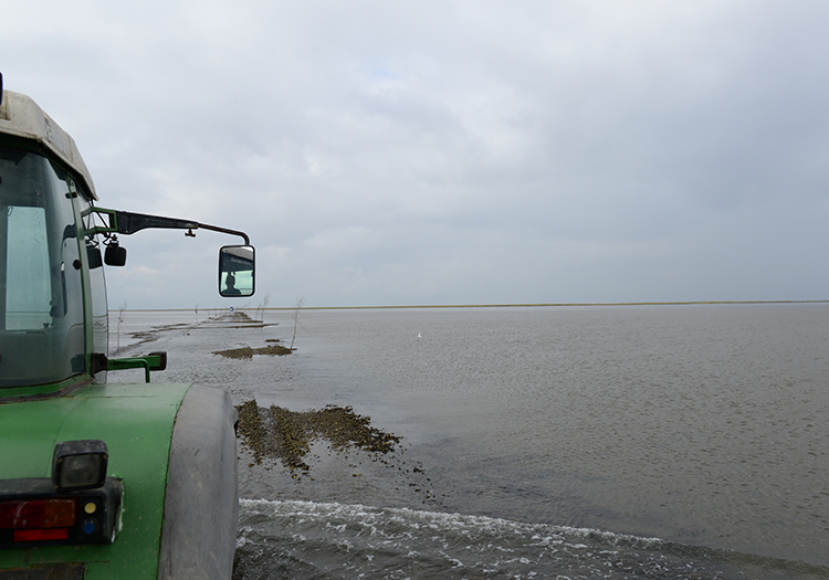 290 pixel image width