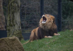 heidelberg_zoo.jpg