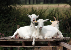 tiere_hautnah.png